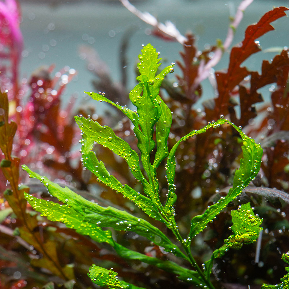 Bolbitis heudelotii Kongofarn im Aquarium
