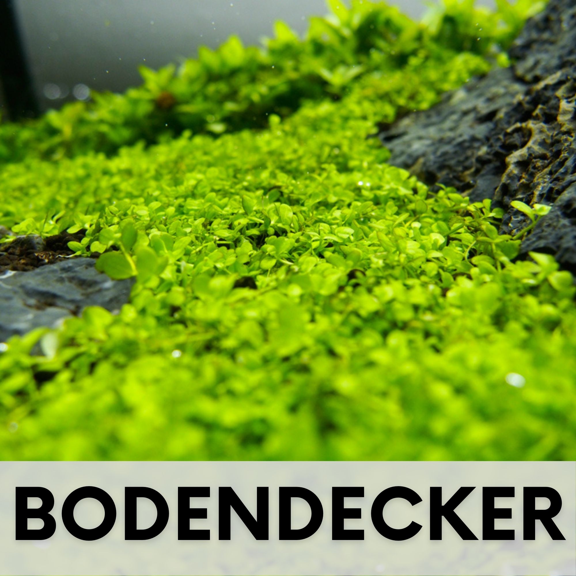Aquarium Bodendecker Aquarium pflanzen Bodendecker