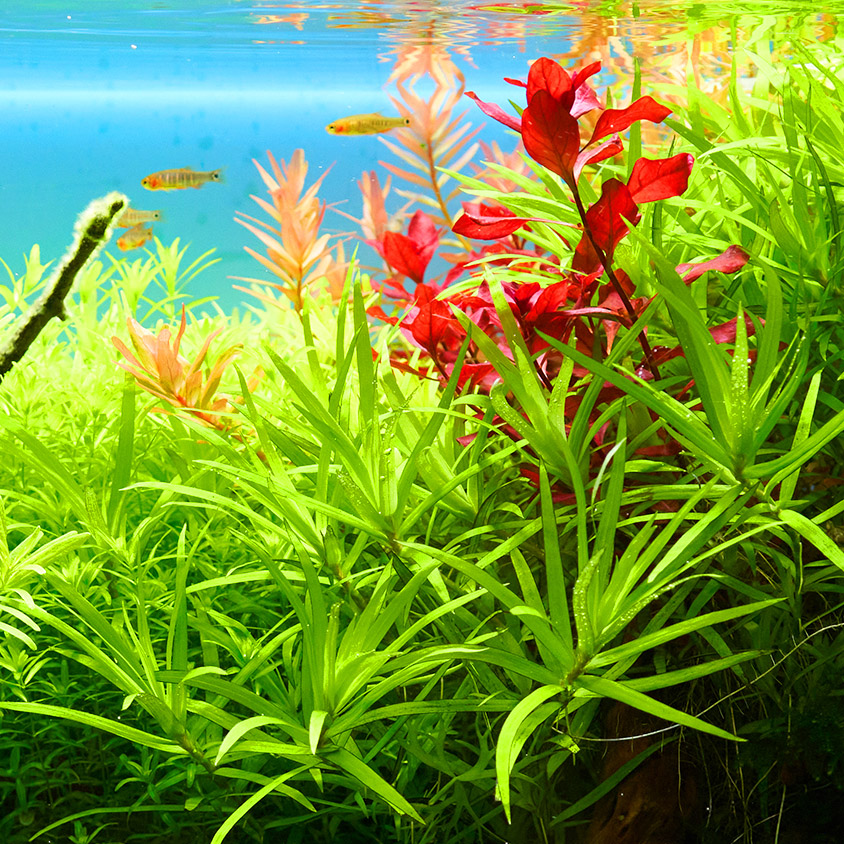 Ludwigia palustris, rote Aquarienpflanzen Art