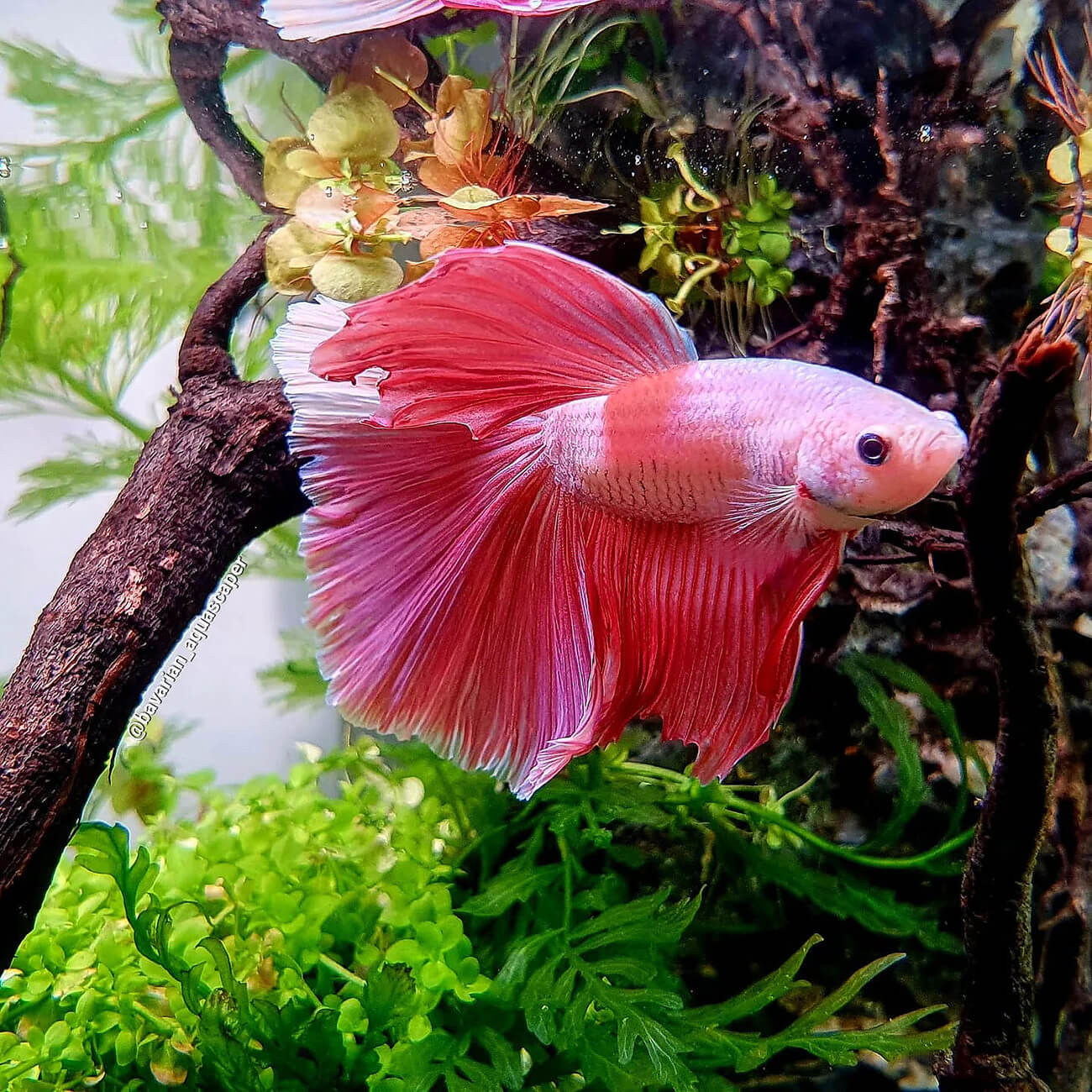 Schwimmpflanzen zur Abschattung in einem Kampffisch Aquarium