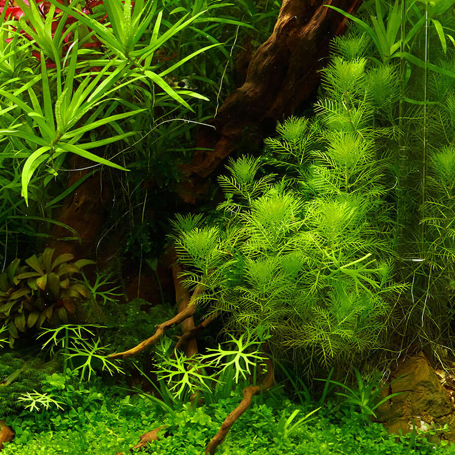 Tausenblatt aquarienpflanze ohne kohelstoffdüngung