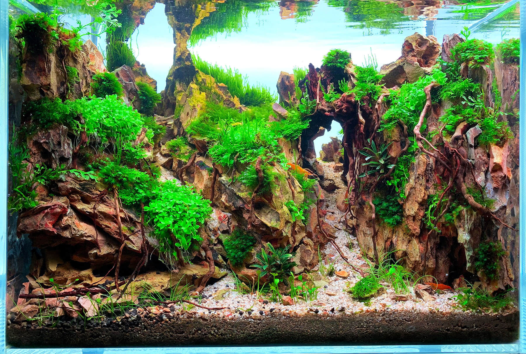 Asiatisches Aquarium mit Drachensteinen und Aufsitzerpflanzen