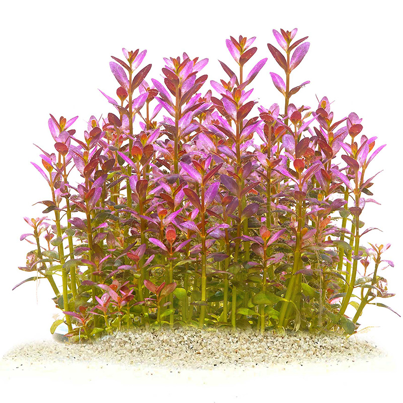 Rotala Florida, eine pink-rote Aquarienpflanze
