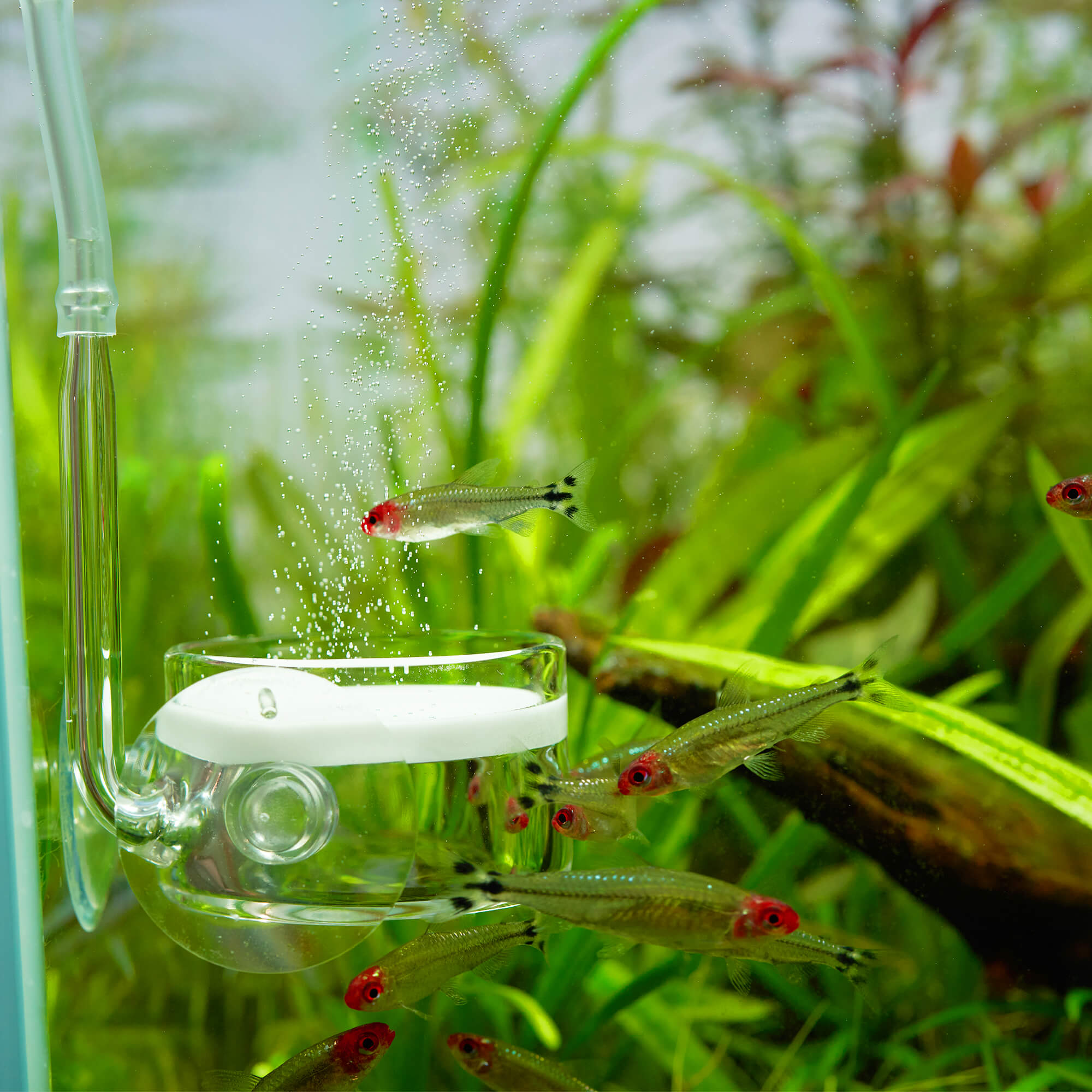 uscape co2 diffusor glas größe L