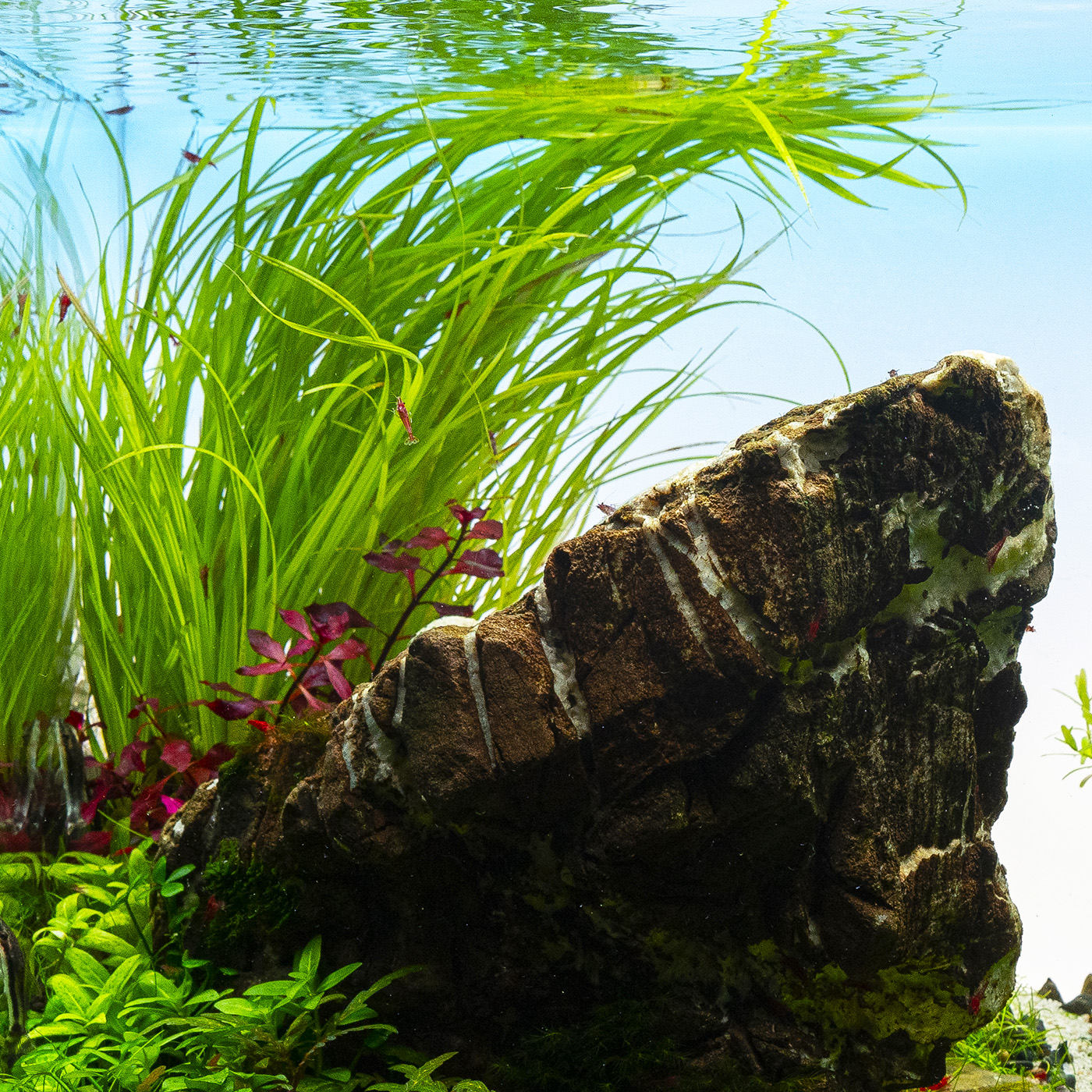 Rosettenpflanze Cyperus helferi im Aquarium