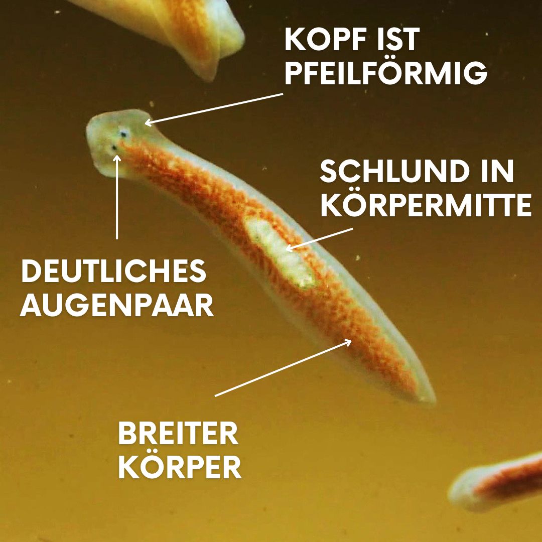 Erklärung wie man Planarien anhand typischer Merkmale erkennen kann
