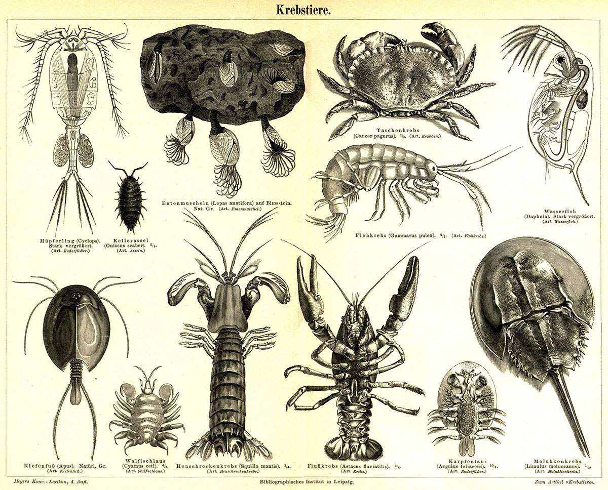 Krebstiere-crustacea-übersicht