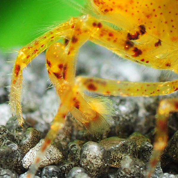 Garnelen weiden mit ihren Borstenscheren Mikrofilme im Aquarium ab