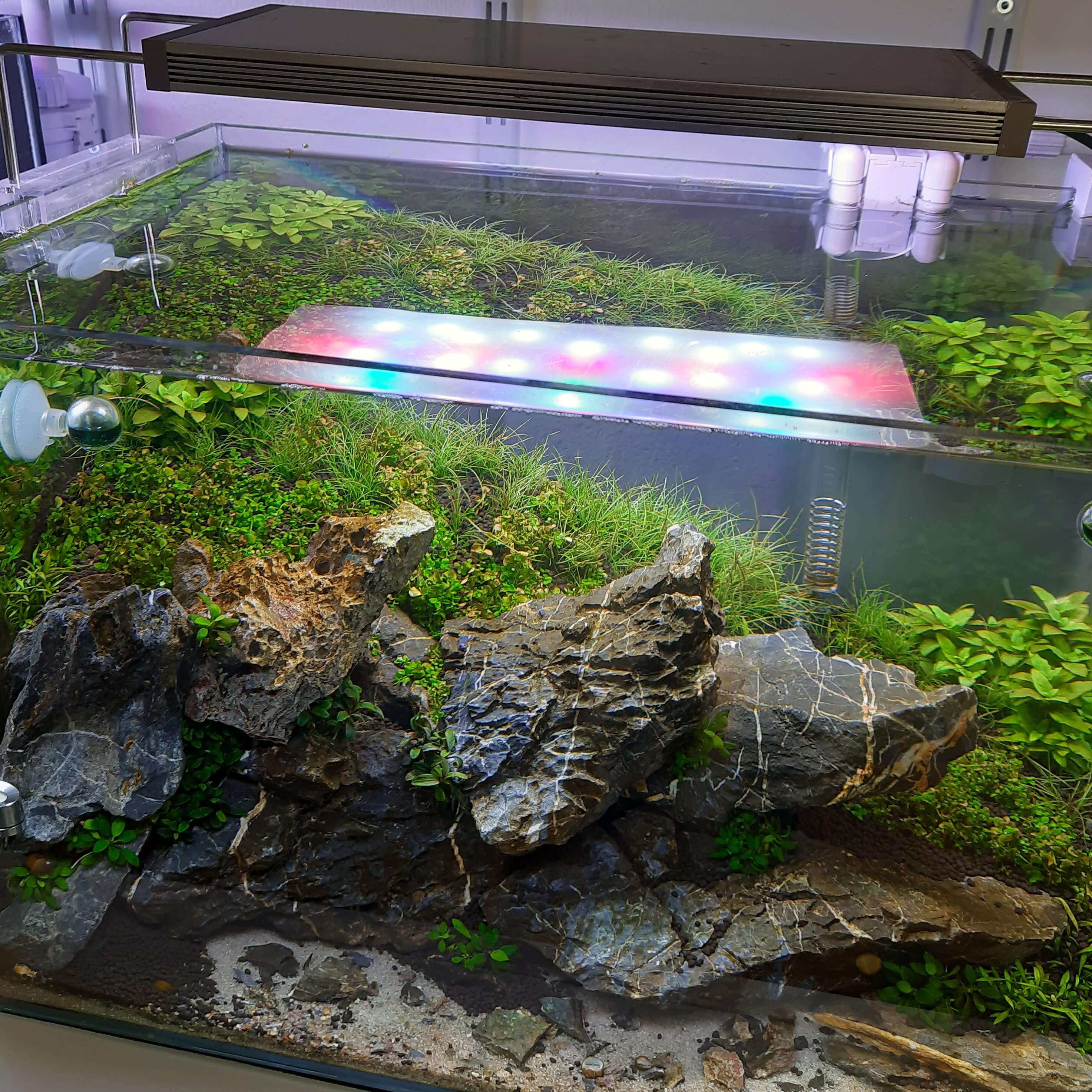 Kieselalgen in einem neu eingerichteten Aquarium