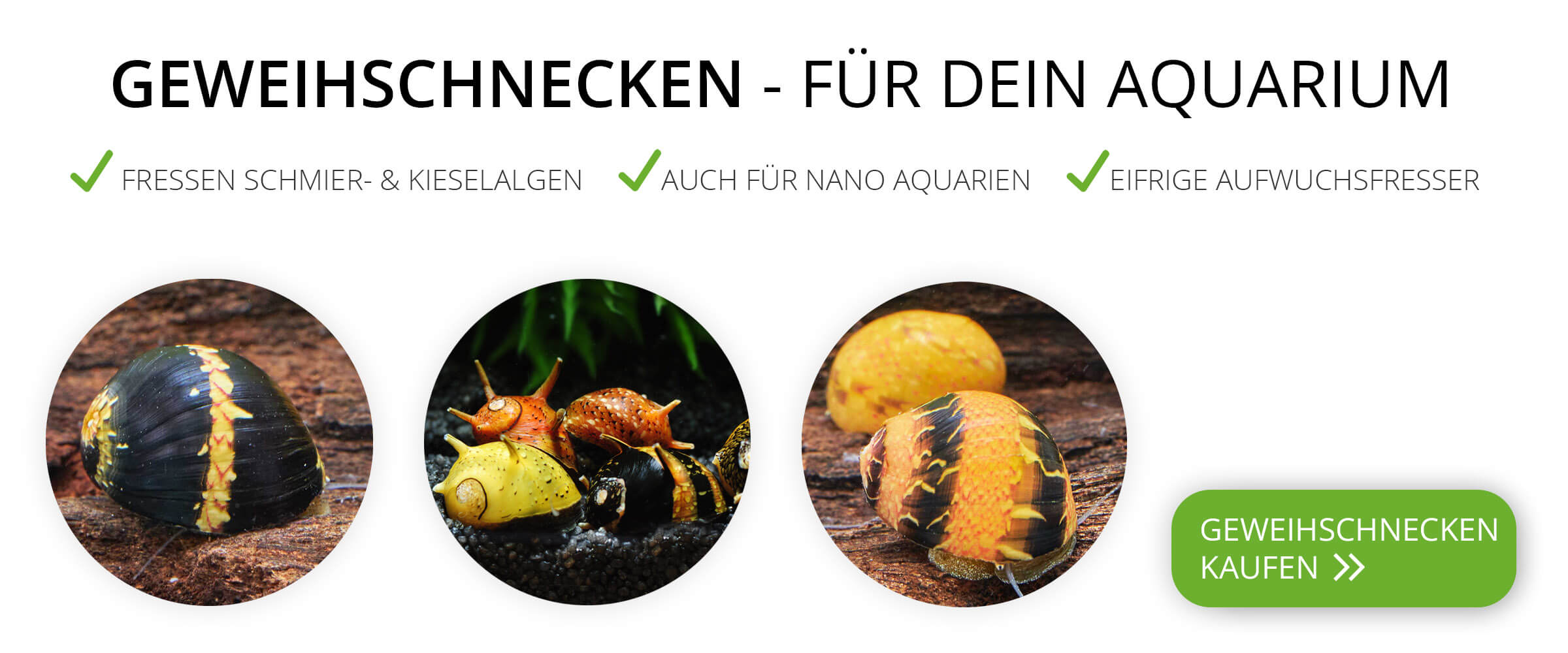 Ein Banner mit Geweihschnecken und den Vorteilen von Geweihschnecken in einem Aquarium