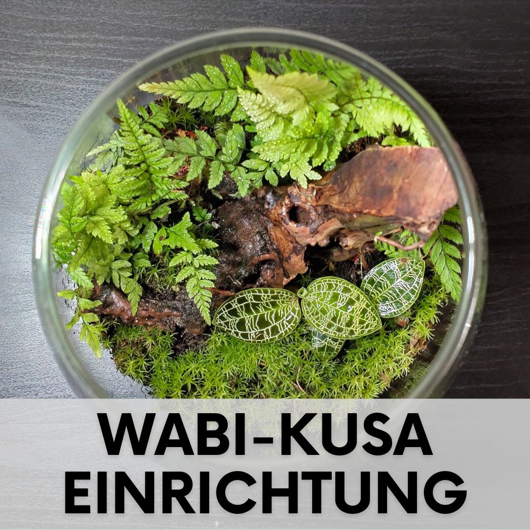 Terrarium Wurzel