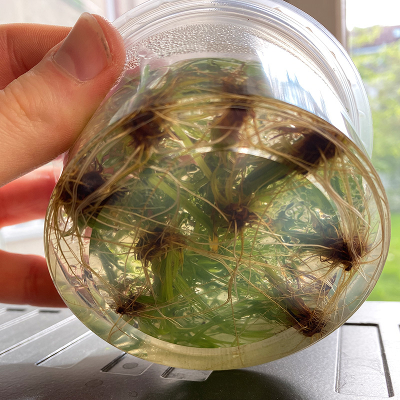Transparentes und nicht kontaminiertes Nährmedium einer in vitro Aquarienpflanze