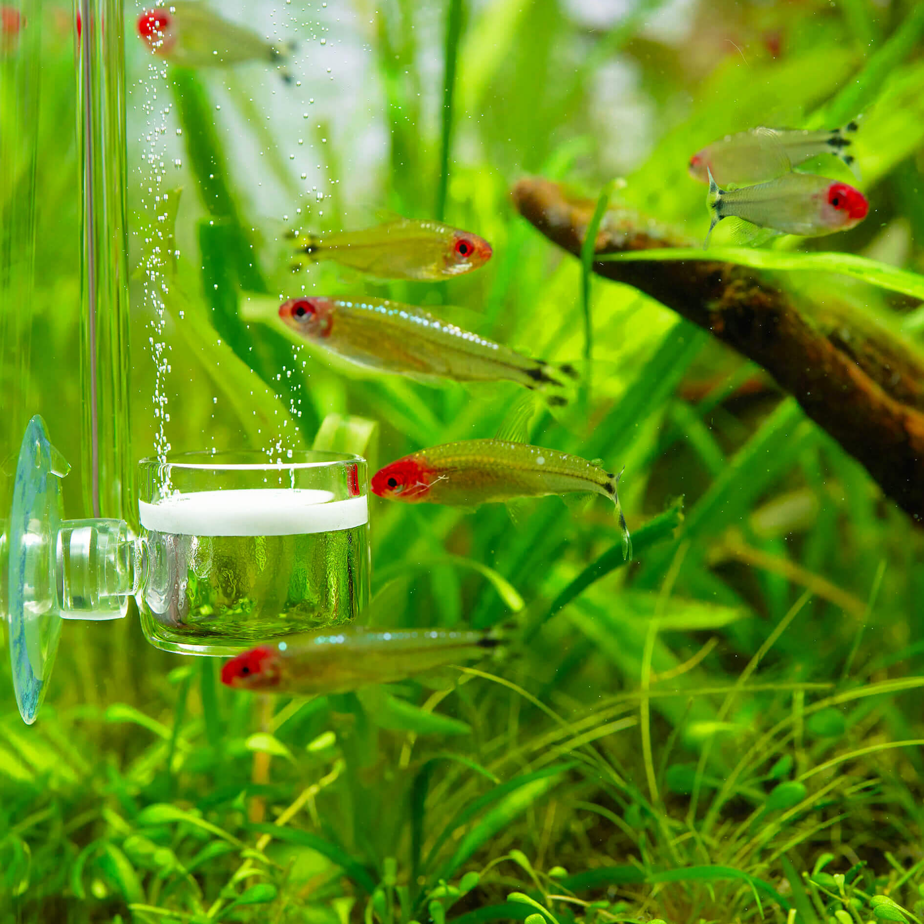 USCAPE CO2 diffusor topf japan stil mit fischen
