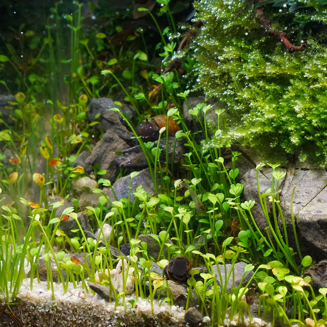 Marsilea crenata (Zwergkleefarn) wächst als Bodendecker im Aquarium.