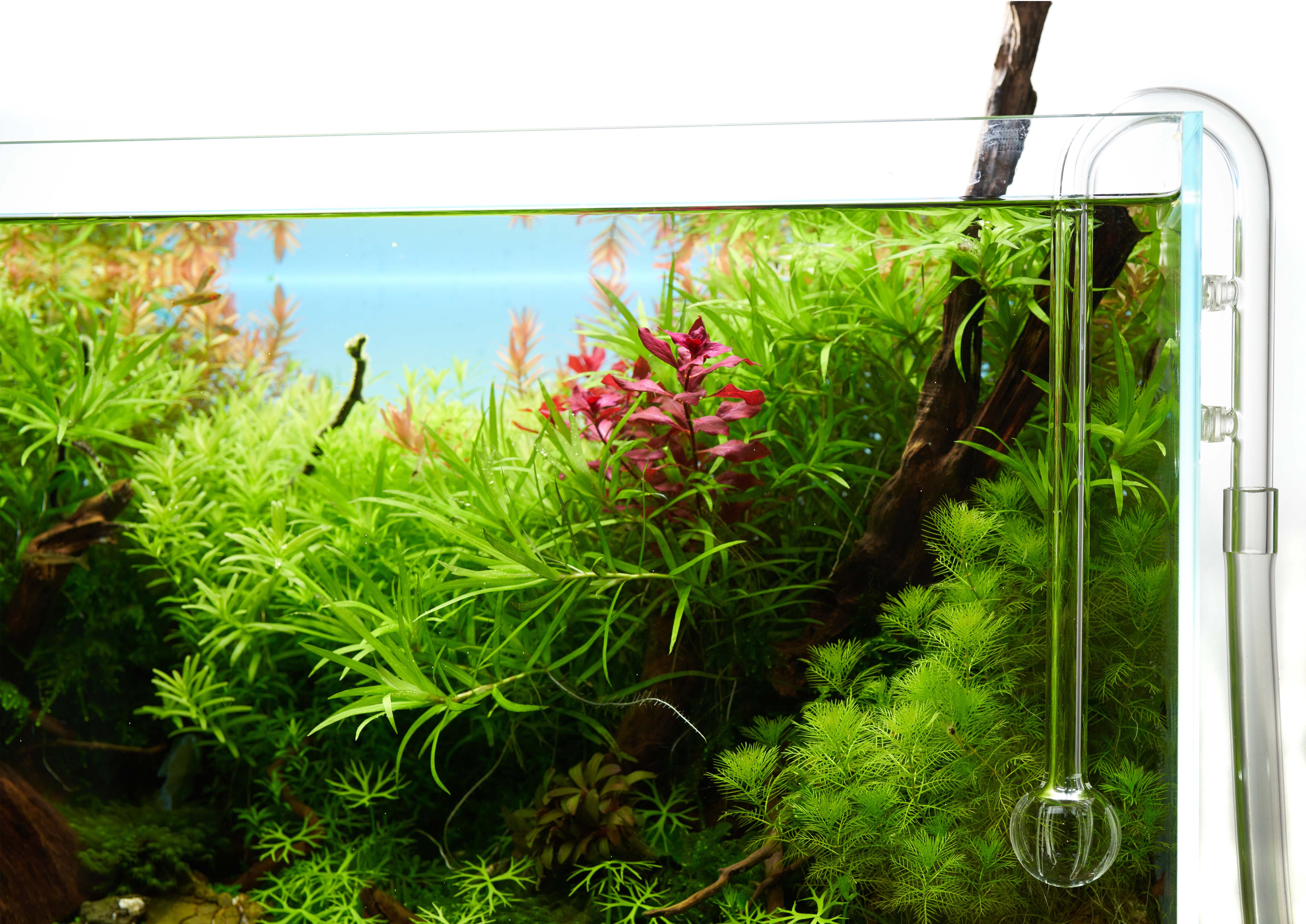 Aussenfilter-Aquarium-Glasware-Einlauf-USCAPE