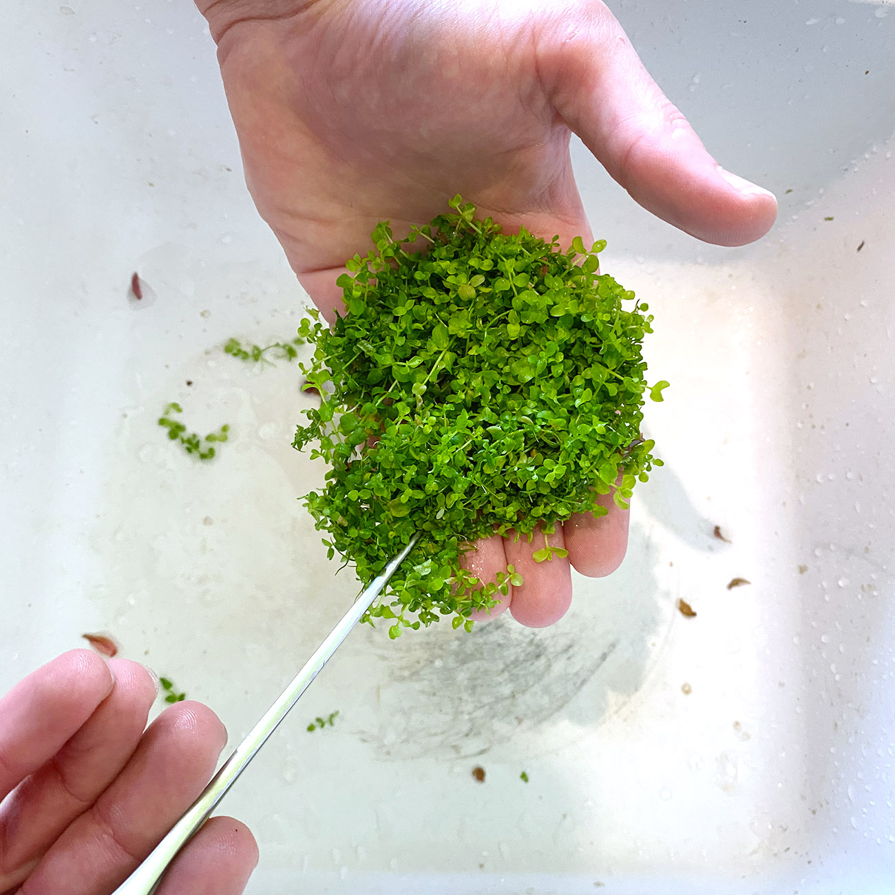 Bodendecker Micranthemum Montecarlo wird mit einer Pinzette zum Einpflanzen in das Aquarium vorbereitet