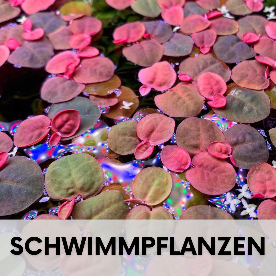 Aquarium Schwimmpflanzen kaufen
