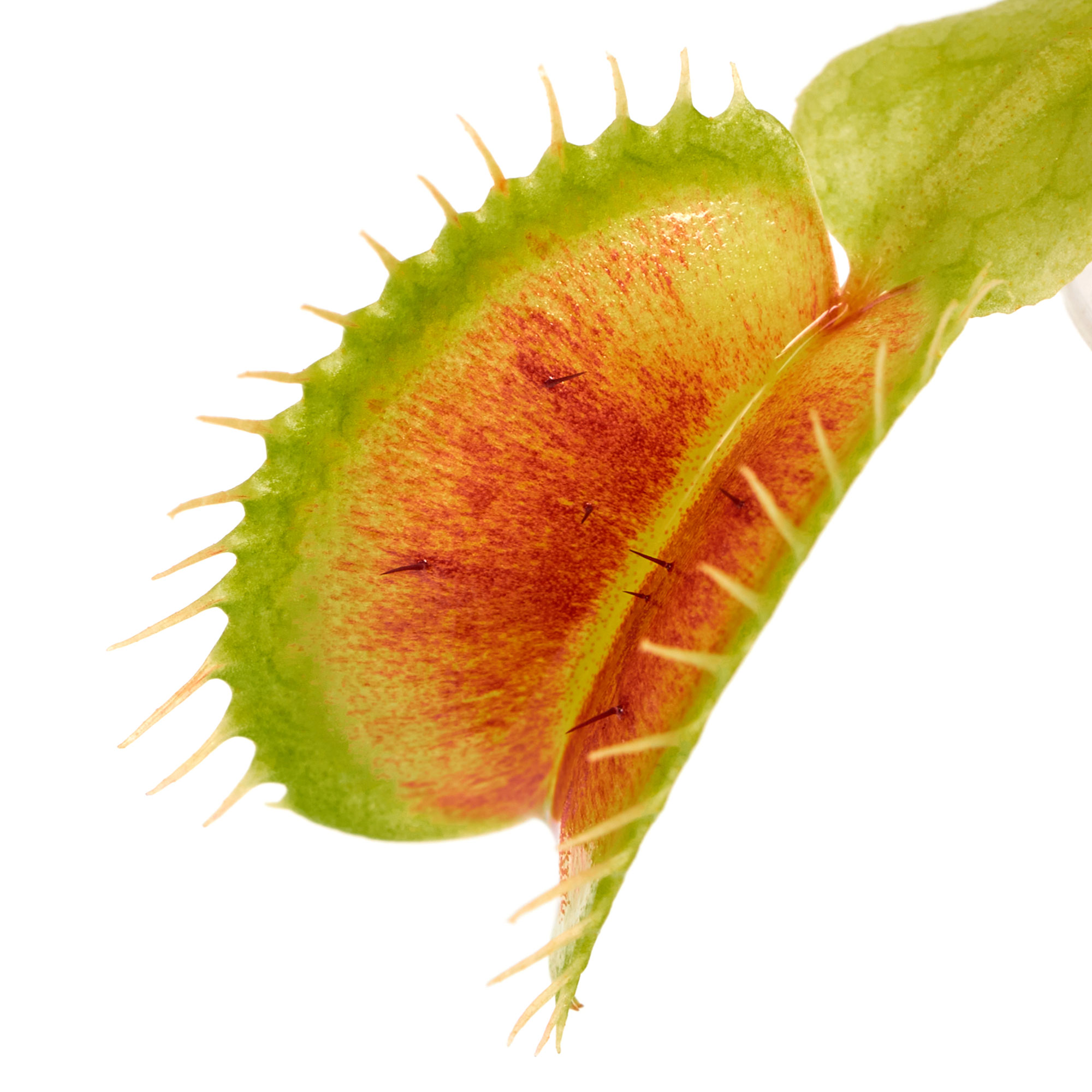 Venusfliegenfalle mit der typischen Klappfalle