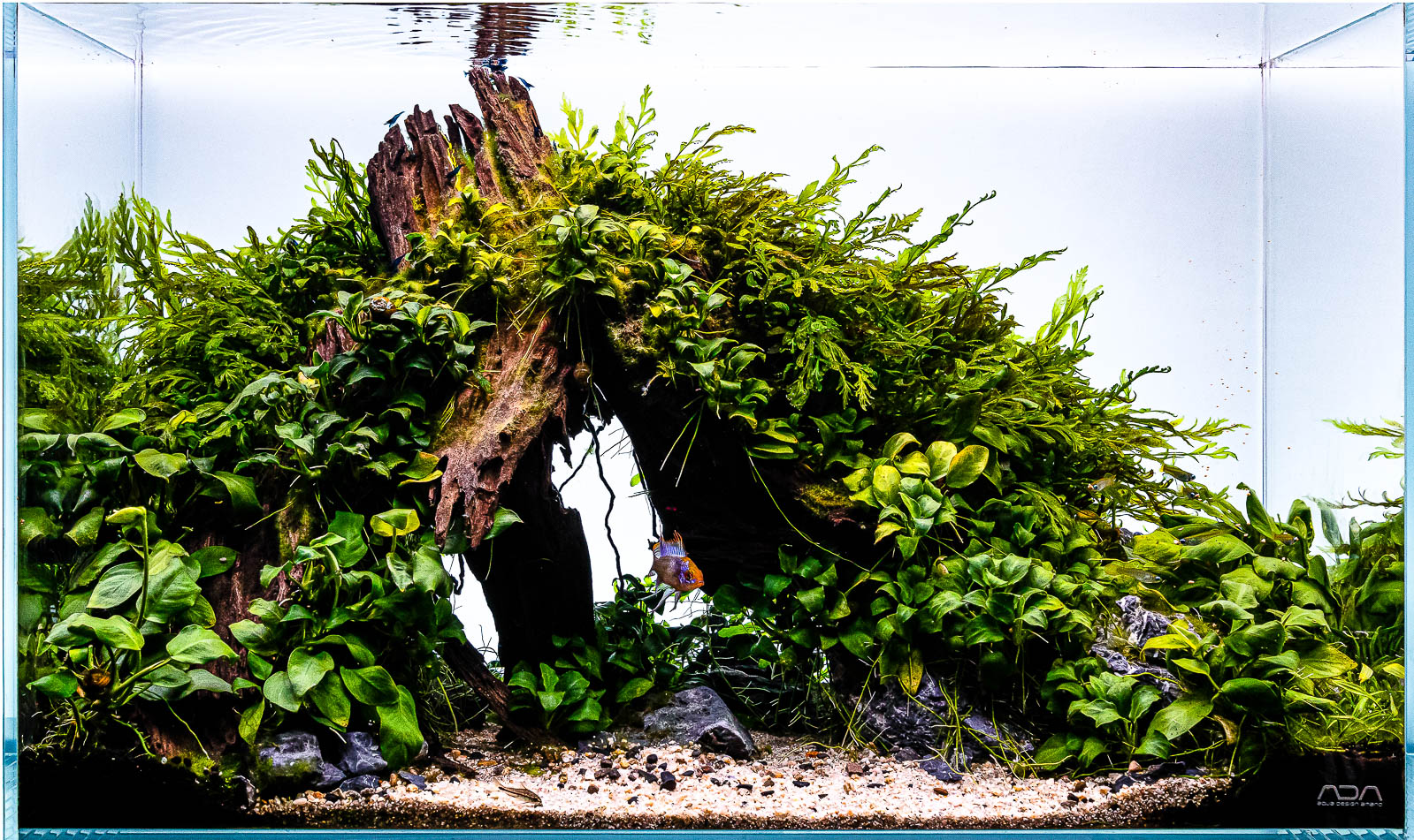Yati Holz Final Shot Aquascape