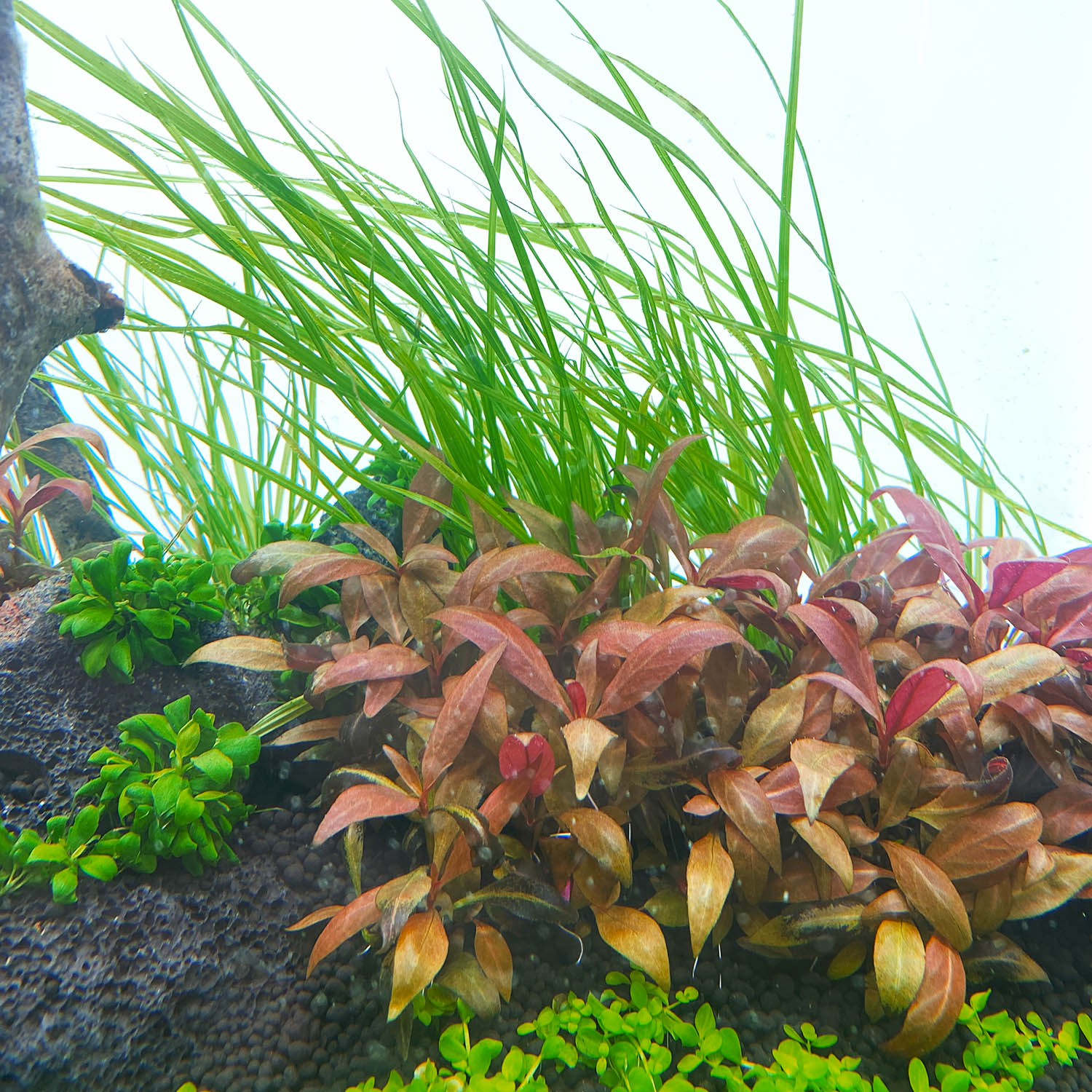 in vitro Pflanzen 10 tage nach dem einsetzen in das Aquarium