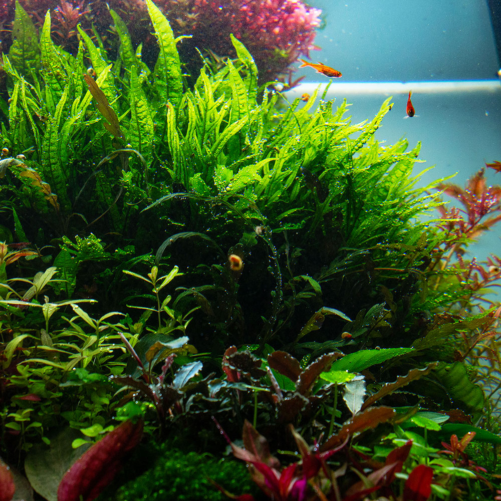 Aquarium Farne als Aufsitzerpflanzen in einem Aquascape