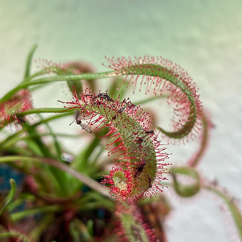 Sonnentau (Drosera) mit gefangener Trauermücke