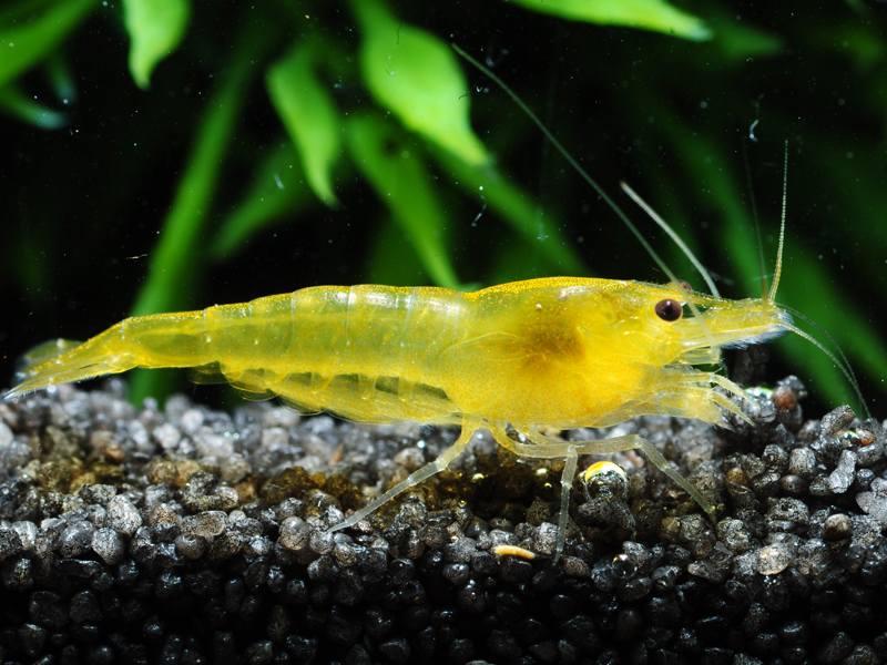 Yellow Fire Garnele