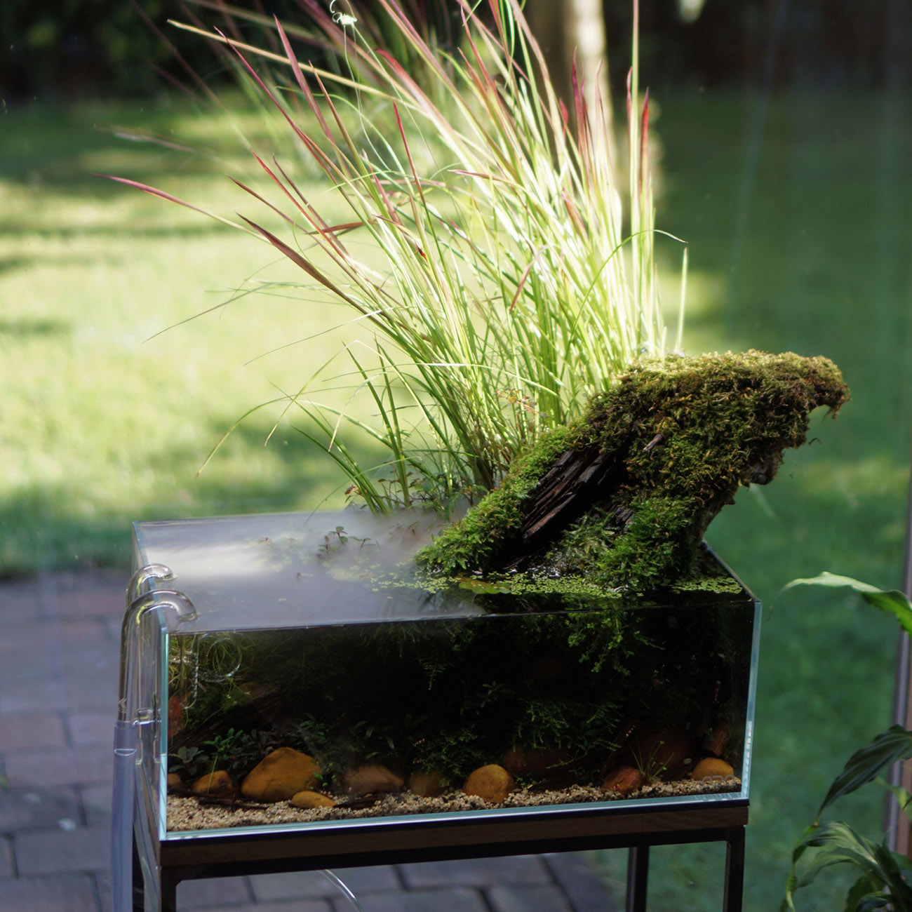 Offenes Aquarium im Pond Style (Teich-Stil) mit emersen Aquariumpflanzen über der Wasseroberfläche