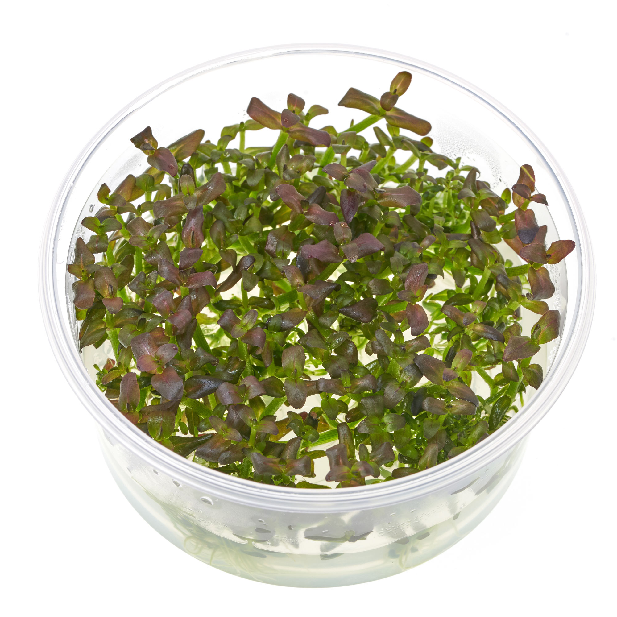 Bacopa salzmanii in vitro Aquarienpflanze