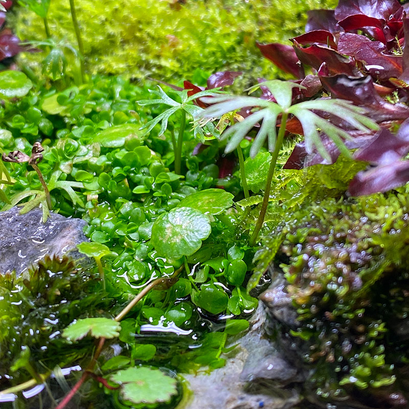 Montecarlo emers in einem Wabi-Kusa und terrarium
