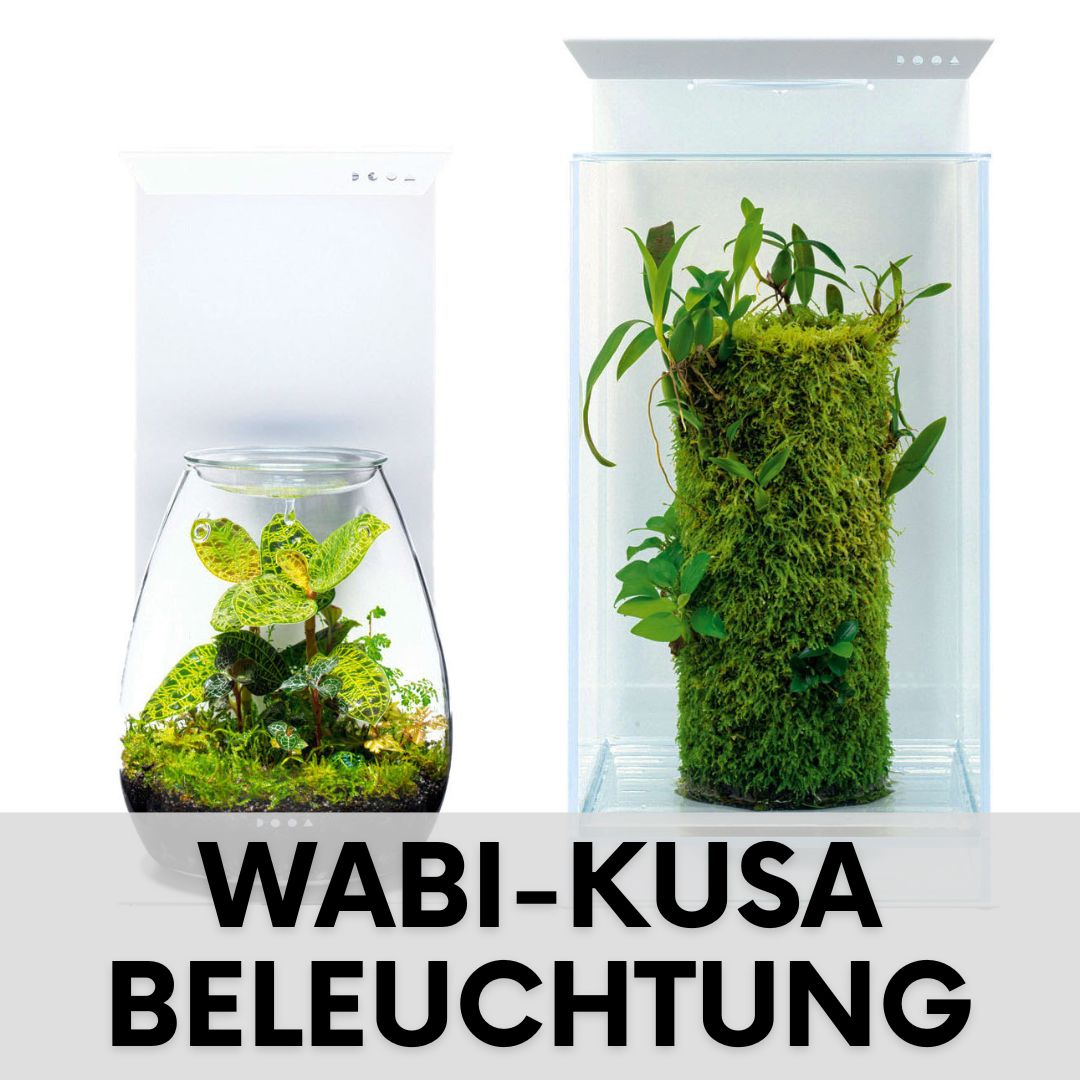Wabi Kusa Lampe Wabi Kusa Beleuchtung