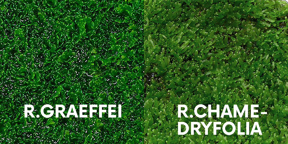 Riccardia chamedryfolia im vergleich zu Riccardia graefei