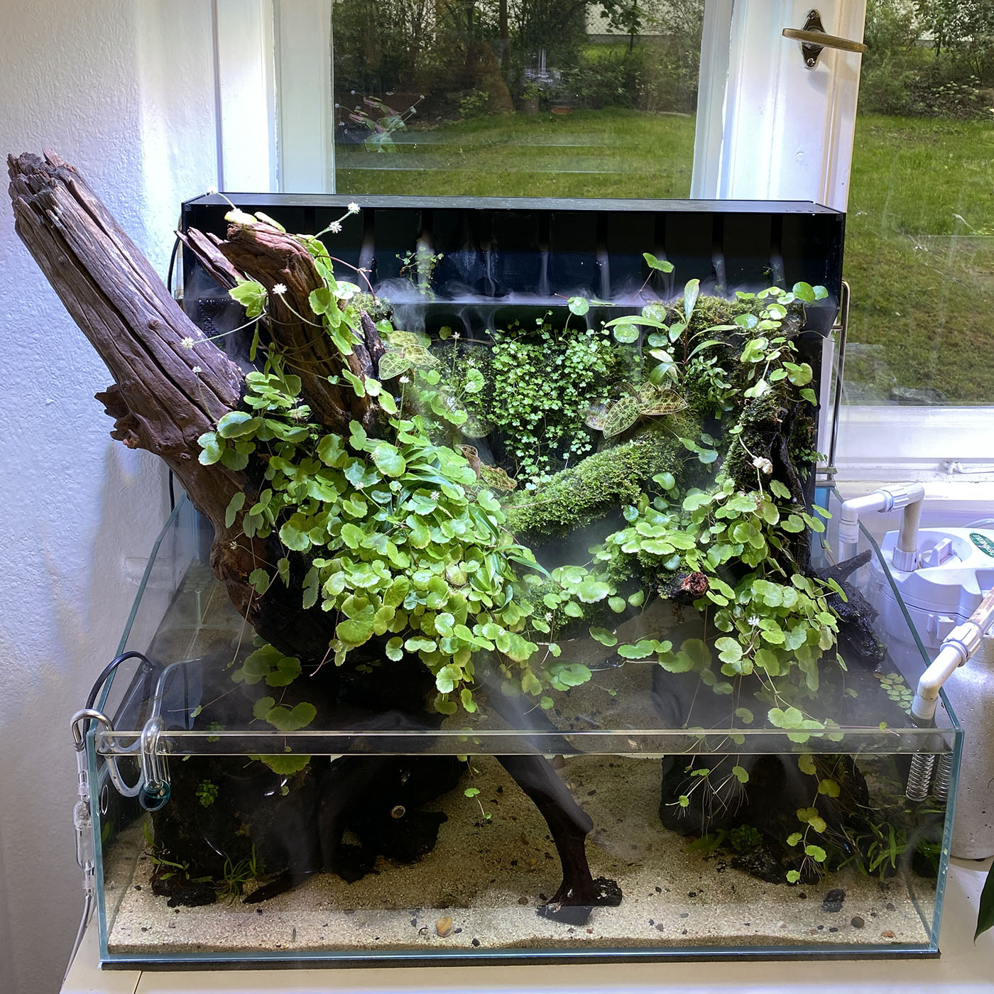 Emerse Aquarienpflanzen in einem Wabi-Kusa