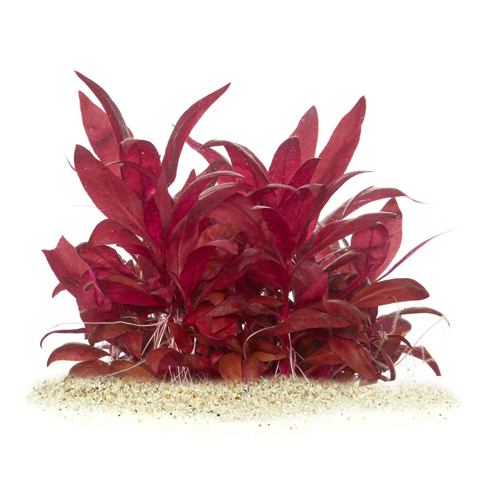 Alternanthera reineckii Mini für Diskus Aquarium