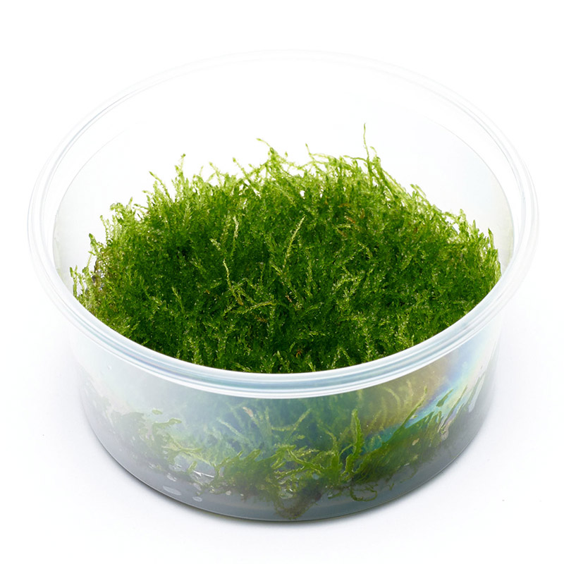 Javamoos als keim- und parasitenfreie in vitro Aquarienpflanze