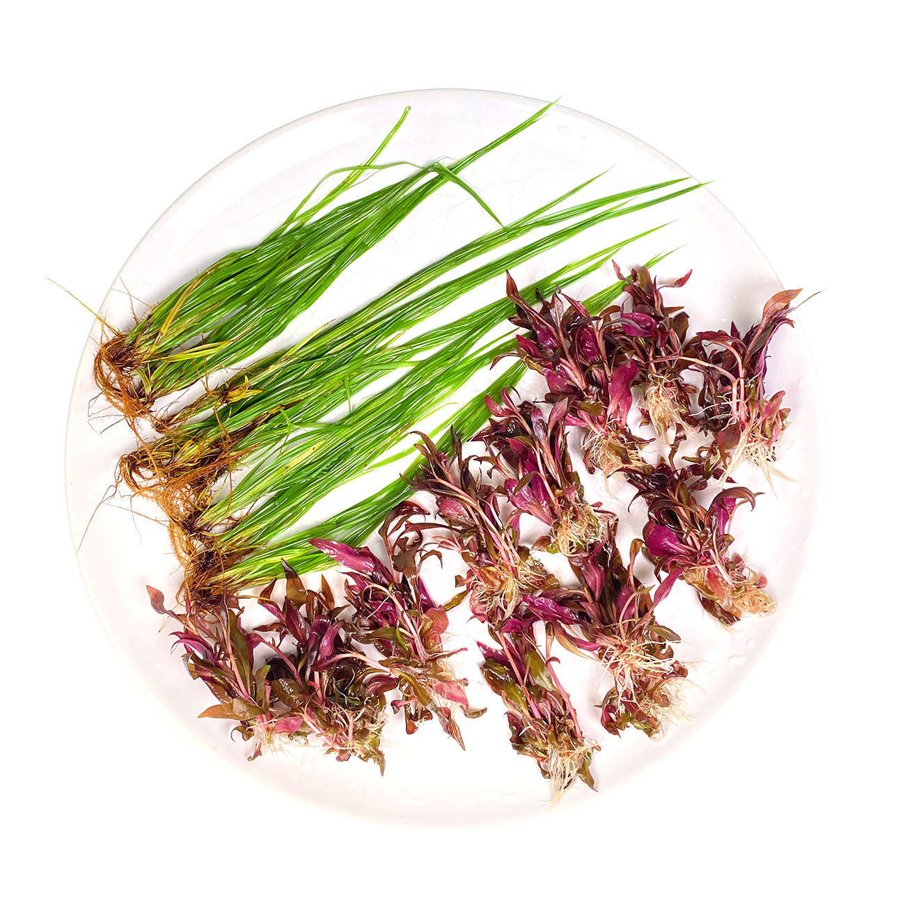 Alternanthera reinecki mini und Cyperus helferi in kleinen Portionen, bereit zum einpflanzen