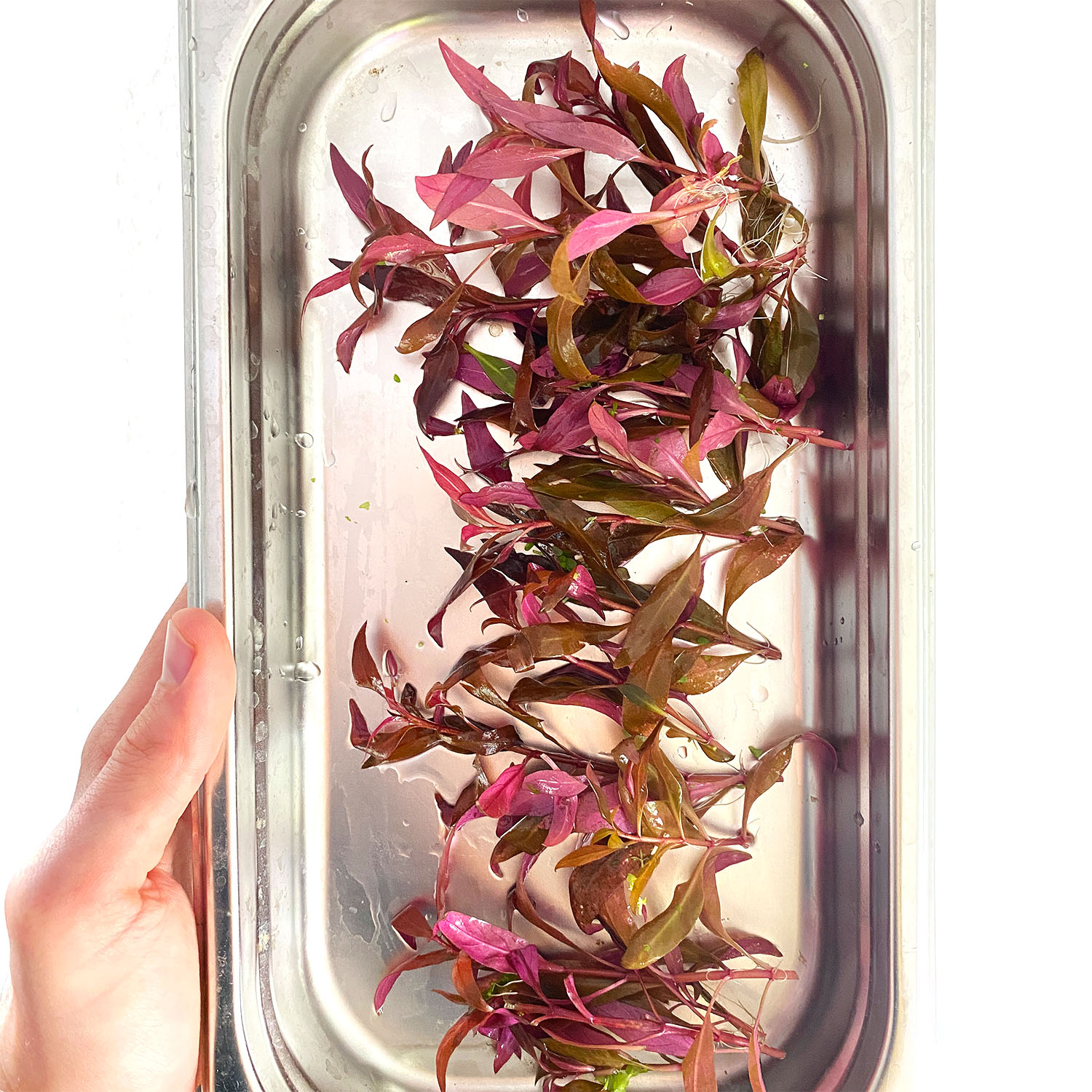 Kopfstecklinge von Alternanthera reineckii Mini bereit zum neu einpflanzen