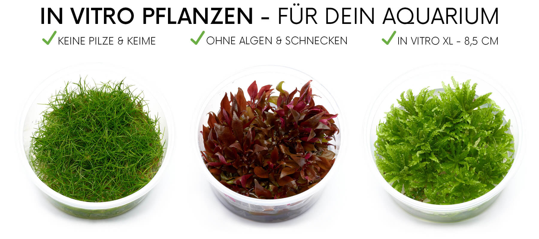 3 grüne in vitro aquarienpflanzen in sterilen in vitro Dosen
