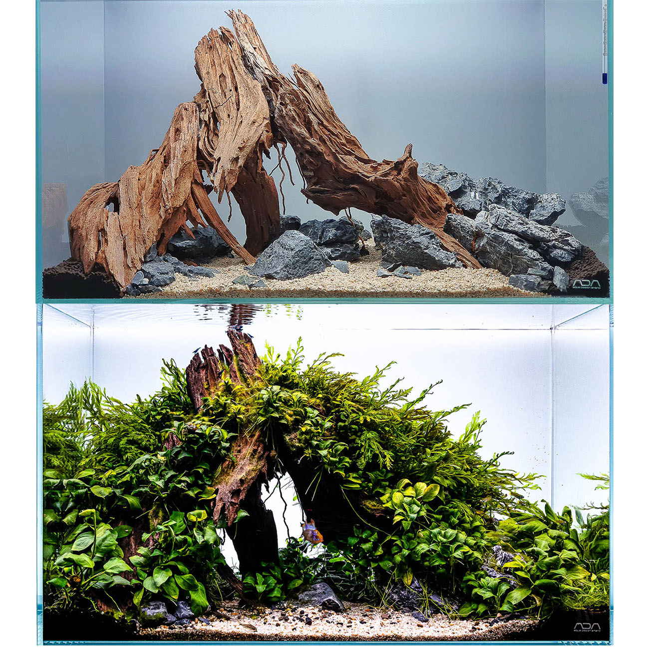 Aquarium mit Yati Wood und Bodengrund