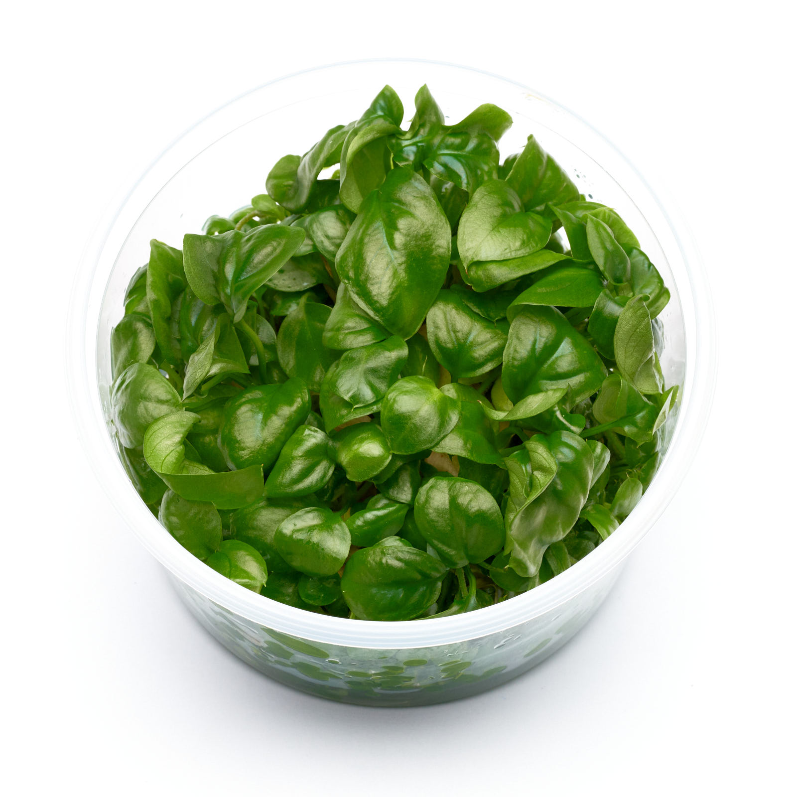 Anubias heterophylla in vitro