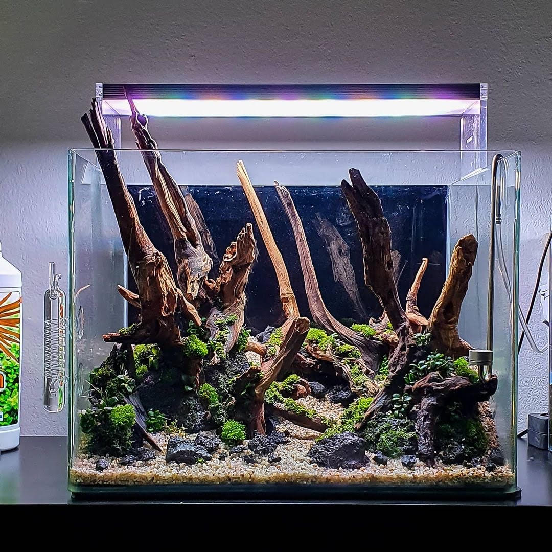 Drystart mit Riccardia chamedryfolia