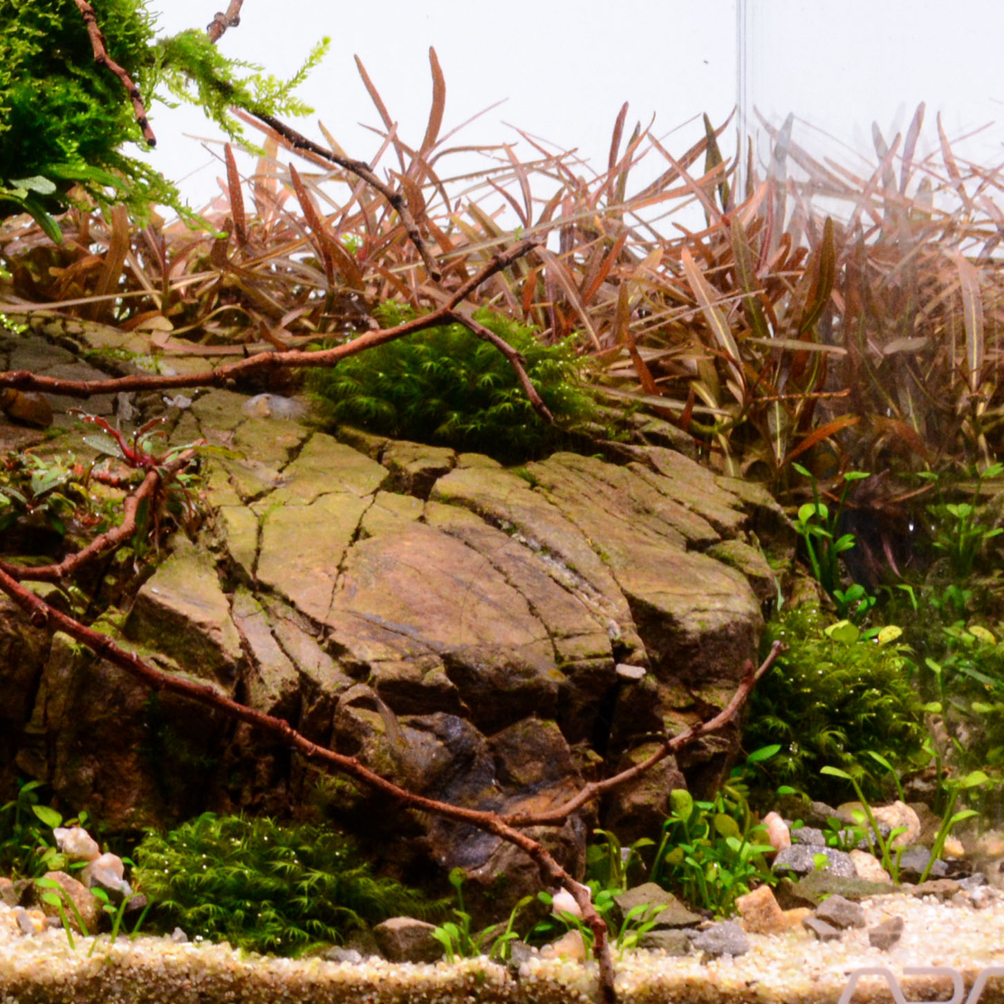 Fissidens fontanus Moos im Aquascape