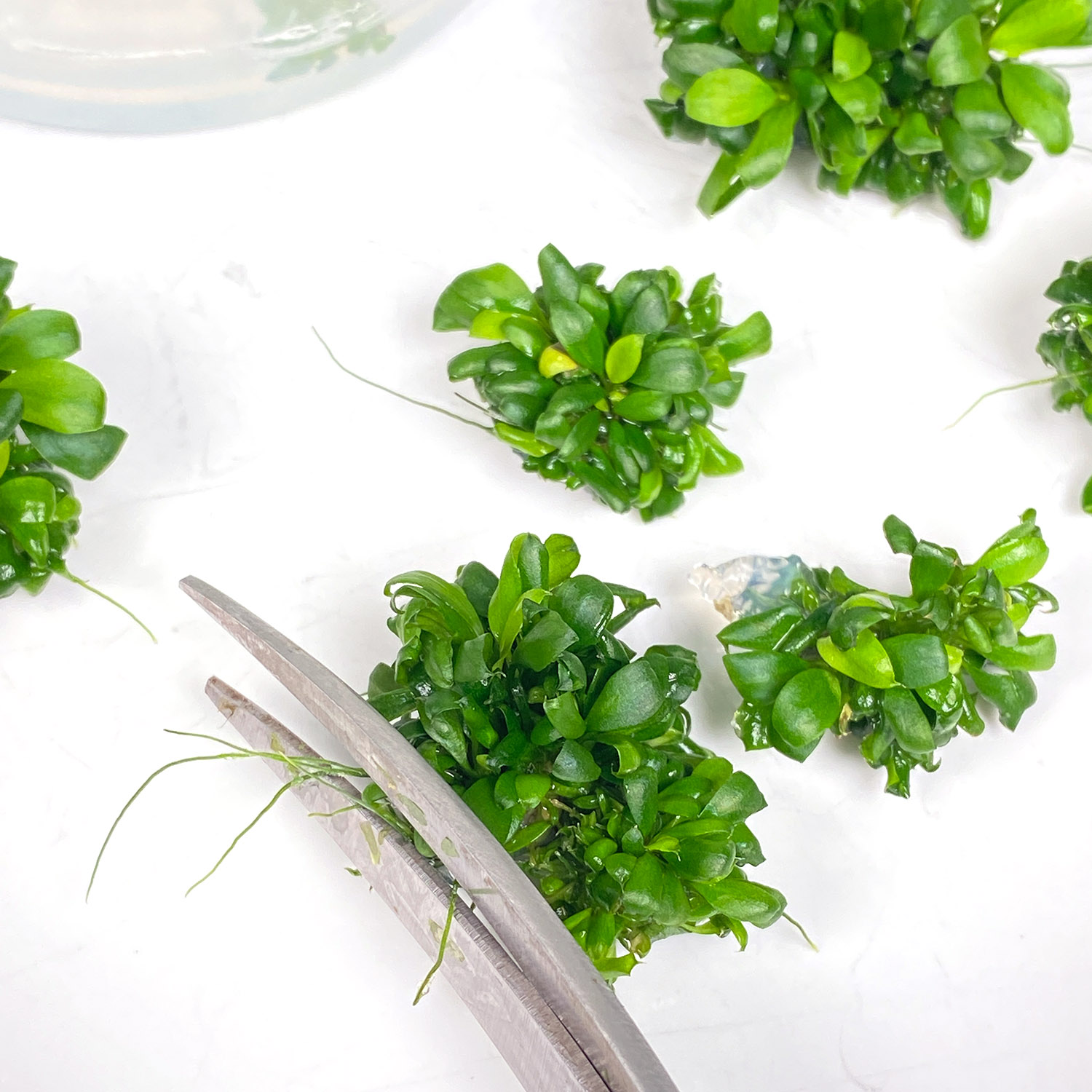 Anubias bonsai Wurzeln werden gekürzt