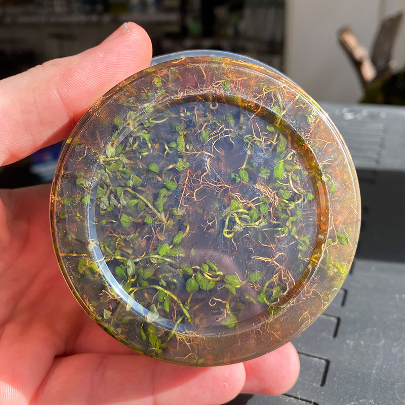 Braunes Nährmedium einer verunreinigten in vitro Portion