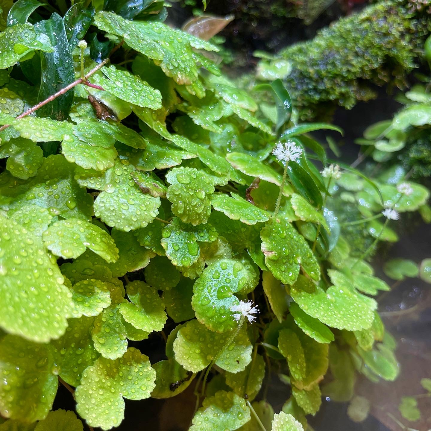 Hydrocotyle leucocephala emers mit weißen Blüten
