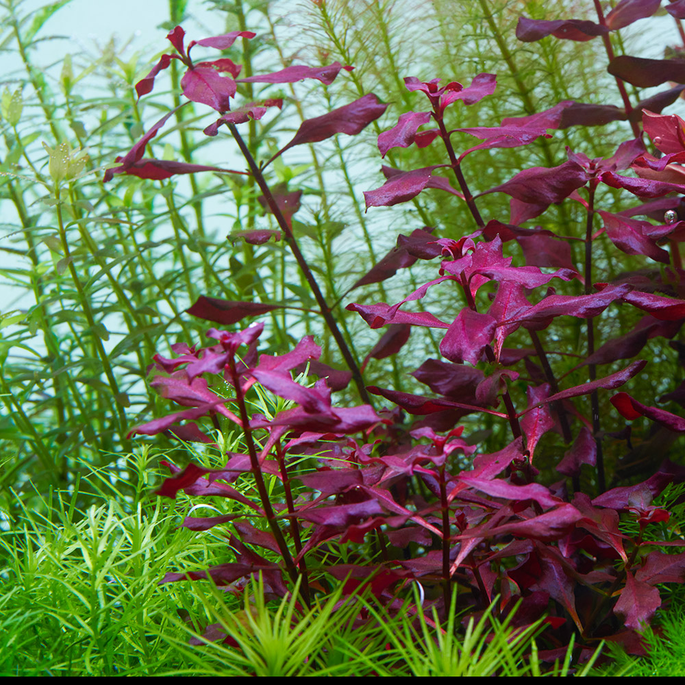 Ludwigia palustris super red im Aquarium