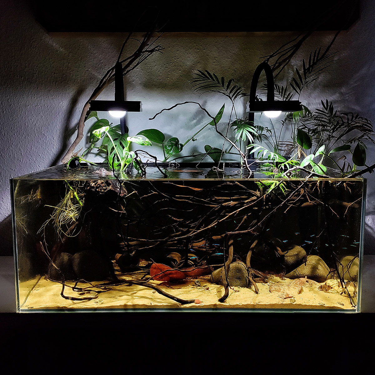 Ein Schwarzwassseraquarium , typisch für ein Rio Orinoco Biotop 