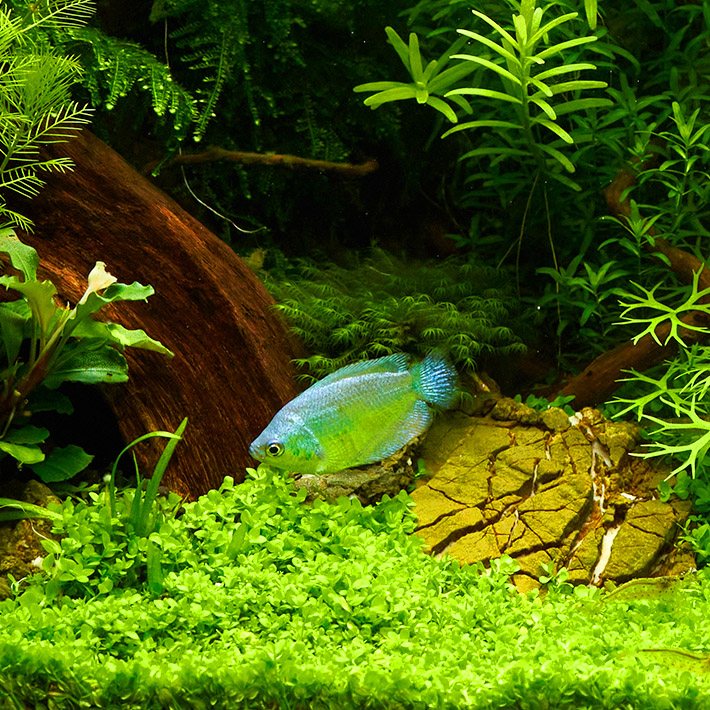 Micranthemum Montecarlo als Bodendecker im Aquascape
