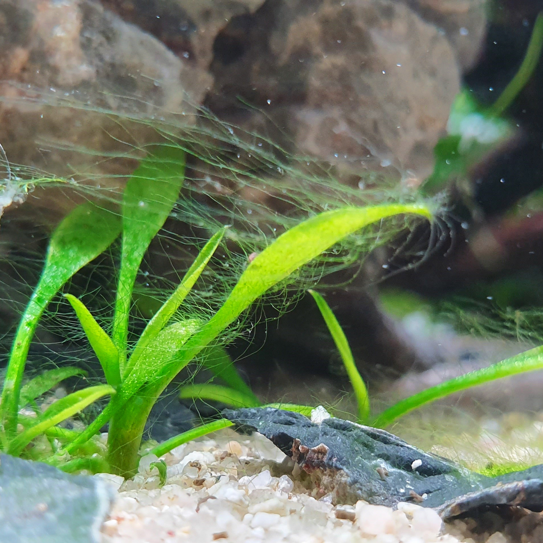 Grüne Fadenalgen im Aquarium bekämpfen