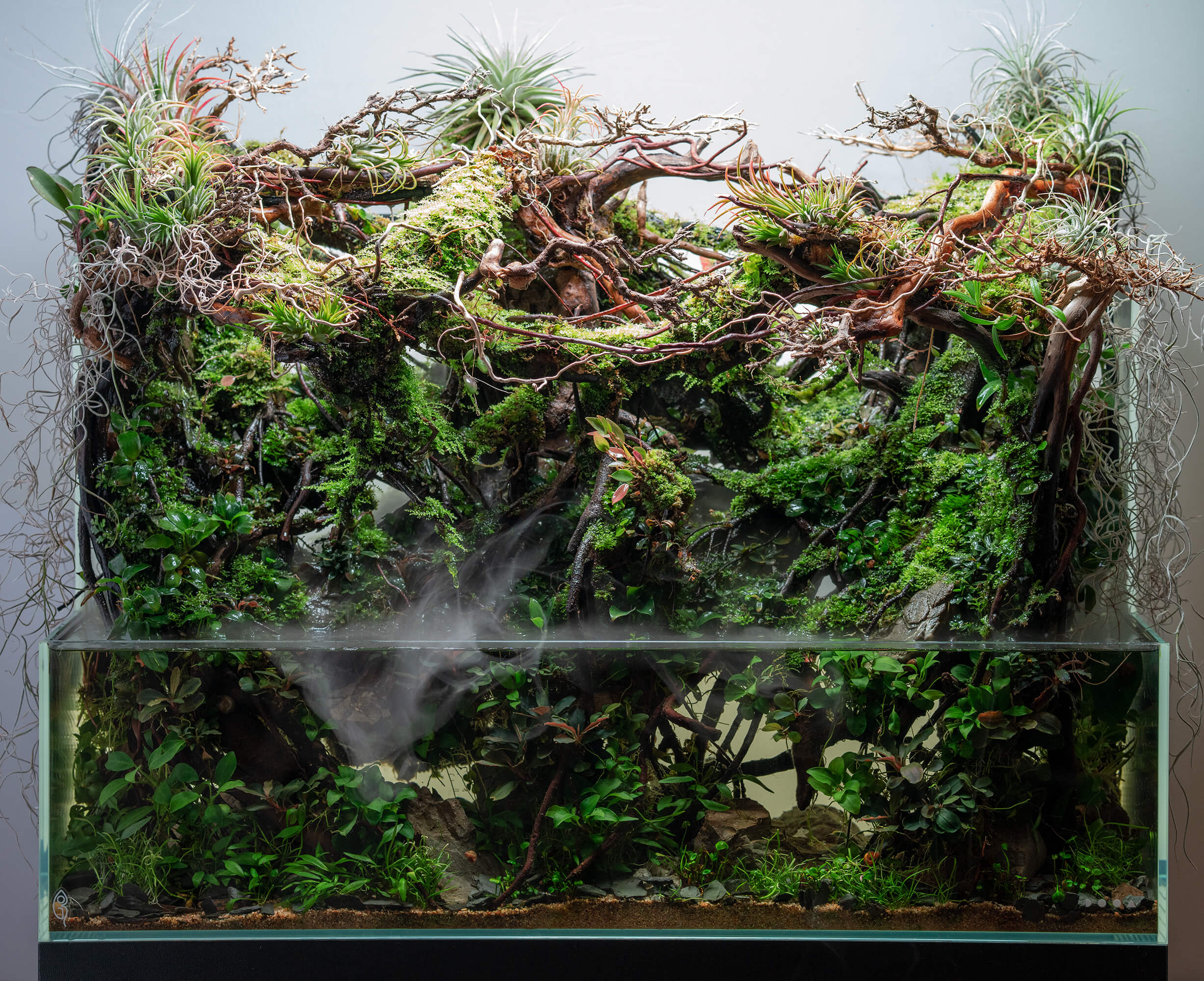 Jonas Loose Cloudforest